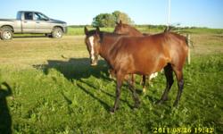 3Year Old Bay Mare.  She is double registered.  This mare has been shown was 2 and under Alberta reserve champion in 2010.  She is quiet, good with farrier, clips, bathes and loads easily.  Currently stands 13.2HH.  Ready to start under saddle.  1200.00 +