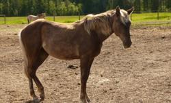 Koko is a draft cross yearling filly. She is a gorgeous silver dilute and should reach 16 h.h.
She has a sweet temperament and is an "in your pocket" kind of girl.
Her mare is a silver dilute Belgian X Percheron and her sire is a grullo Quarter Horse. She