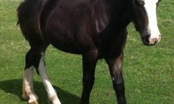 'Flo' is a beautiful 6 month old Percheron/Clydesdale cross filly. No work started yet, but very gentle and inquisitive.
This ad was posted with the Kijiji Classifieds app.
