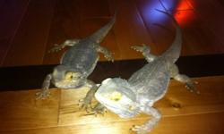 Two very personable bearded dragons looking for loving home. Theses two males have been tank mates and like hanging out with people too. Tank, lights, dishes, worm farm all included!
Just in time for Xmas!
This ad was posted with the Kijiji Classifieds