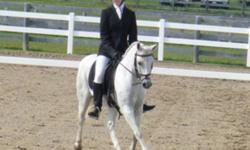 12.2 hh gray Welsh cross pony? 2010 Champion Training Level/Reserve 1st Level, London Dressage Association. 2010 Champion 1st Level Hoofbeats Dressage Club. 2010 6th ranking Ontario Cadora standings Training Level. Frostee is a cute smaller pony with big