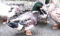 I have several breeds of ducks for sale. Call ducks and domesticated Mallards in colours of grey, snowy, blue and black. Asking $25 a pair.