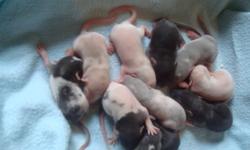 Dumbo rat babies ready to go soon.
Great mix of colors. Handled daily.
Email if interested. Thanks