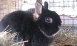 This is "Echo". She is a dutch dwarf female and she is about one and a half years old. good for a pet or breeding. $20