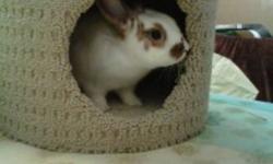 Bugs is a 10 month old bunny. He is neutered and litter trained. He had very good house hold manners and loves to run around. Unfortunately, I have to get rid of him do to my boyfriends allergies. I am hoping for him to go to a good home. He comes with