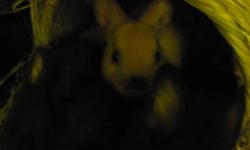 3 black bunnies, 1 brown.
They do not grow very big, they stay small and easy to cater too.
Very friendly, and have cute personalities :)
call 905-385-7890