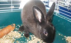 The Critter Corner in Markham is looking for a good home for a Dwarf rabbit. He is a male, aprox 10 months old.
He is very friendly, and comes right up to the cage when you walk by looking to be patted.
He is only $10!
We are also offering him for FREE if