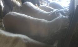 100 EF dairy ewe lambs, dairy sheep.  6-8 months of age.  Top genetics
call 519-357-6370