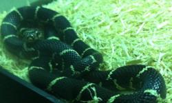 I have an eastern chain king snake but I just don't have to the room for him no more. The snake comes with the cage, water bowl, heat lamp, dome. He is a great snake n loves to be held.
This ad was posted with the Kijiji Classifieds app.