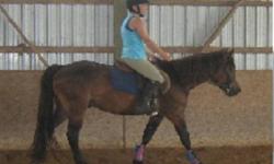 Cash is green broke walk, trot, canter. Has not been started over fences yet. Lease includes 5-6 rides per week. Would consider a free lease to the right home. Free english lessons are available with this lease. With a winter of work, Cash will be ready