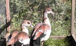 I have two pair of Egyptian Geese available for sale. Very hardy exotic geese that spend most of their time on land instead of water. Both pairs a 2 years old. Asking $125 per pair. Located near Courtenay BC. 250-337-2026.
