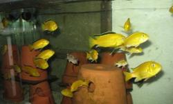 I have a colony of Electric Yellows for sale.
There is 7 fish. 5 inches long.
Nice bright yellow.
One female is holding right now.
 
$80
 
That is less then $12 a fish for full grown Electric Yellows.
 
Would trade for other cichlids,Let me know what you