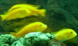 I have some Full grown Electric Yellow Females for sale.
They are 5-6 inches long.
Bright Yellow and very active.
These fish are Non Agressive and can be mixed with tropical fish.
 
These Electric Yellow Females produce 35 babies per batch and are the