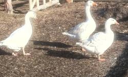 Three geese for 60 obo thanks
This ad was posted with the Kijiji Classifieds app.