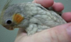 hand feed emerald baby cockatiels $125 each call 694 6049
beautiful mutation color split for whiteface