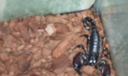 i am selling a 2 yr old (approx) male emperor scorpion plus his habitat. they can live up to 8 yrs and live of a diet of crickets so be prepared for chirping. he needs to be climate controlled so he comes with a heating pad under his tank. his name is