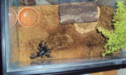 Large Emperor Scorpion for sale. healthy speciman comes with tank and set up.