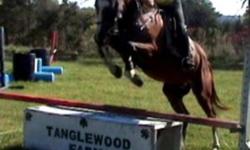 Very fancy 7YR 16H Quarter Horse X Gelding, bay with 4 white socks and stripe.  He has a long flowing stride, big barreled and an excellent mover.  Armani is well schooled on the flat and over fences jumps a course, hacks out, has done the hack division