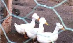 We have several India Blue Females for sale 75.00 ea.   Golden Pheasants 1 pr. 75.00,  Peking Crested Ducks (pure white with a cotton ball top knot) 50.00 ea. blue swedish ducks 60 for a pr. 1 Reeves female pheasant 30.00                 Can Deliver for