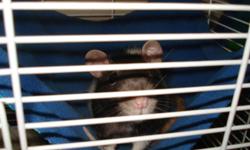 Hello, I run Okanagan Rat Rescue. http://www.okanaganratrescue.weebly.com
 
I had a female Chocolate hooded rat surrendered to the rescue. She is currently weaning her LAST litter of 6 babies. Im looking for an adopter who would be willing to take this