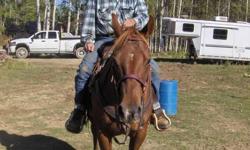Fancy is a 16 year old QH mare who needs a forever home. She is about 14.3H. I would really like to see Fancy go to a rehabilitation riding club or a lead line lesson horse. She would need fine tuning as she hasn't been rode too much lately. She is quiet