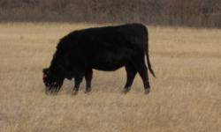 - Approximately 70 Fancy Black Angus Bred Heifers for Sale.
- Bred to Angus and Polled Hereford for End of March Calving.
- Express 5, 8 Way Blackleg and Ivomec.
- Hand Picked by Bill Wilson from Calgary Stockyards as Opens Last Fall.
- Deep, Long, Thick,
