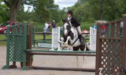" Paint My Pony" Ringo- ISA PAINT/ MORGAN MARE. GREAT LITTLE MARE FOR BEGINNERS AND EXPERIENCED RIDERS. SHE IS COMPETING WELL AT THE .90 AND WILLING TO GO HIGHER. UNLIMITED POTENTIAL IN THE HUNTER/ JUMPER RING. VERY ATHLETIC MARE WITH A STRONG