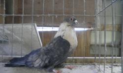 Looking to reduce my flock size. I have 1 Pair of Egyptian Swift ($25) and 3 Pair of Spanish Thief Pouters ($45 per pair) and 3 extra males ($25 each). The thief pouters make good drop birds for Racing Homers. 
Call Frank @ 519-836-8657