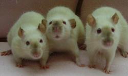 I have Himalayan & Albino rats available. Males and females in both.  I have one white albino with a small beige/cream spot on it's back.
 
They are READY NOW
 
I have one male Himalayan youngster left from my last litter.  Handled since birth. Parents on