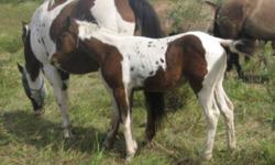 SLR BLUE GHOST MAXINE
 
2011 homozygous APHA bay tobiano paint filly. This is going to be a show stopper. She is sire by a 15.0 bay homozygous paint mare and a 15.0hh homozygous black tobiano stallion. She carries the bloodlines of Blue Max, King Leo Bar,