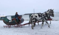 We have for sale a old fancy sleigh for sale, good shape, comes with a pole for a team. Nice sleigh and one of a kind.
Check out our other sleighs,
Check out our mules for sale
Check out our Mammoth jacks for sale