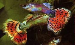Beautiful male and female fancy tail guppies for sale. These fish are young and healthy. Lots to choose from.
They're $1 each or 12 for $10!
Ad will be removed when all fish are sold