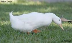We have Pekin Ducks that are processed and been inspected for 5.99/lb.  They weigh on average about 4.5lbs @ 5.49/lb
Raised in a pen fed grass and grain.
Call 519-849-3275.  That is a Watford # and can be picked up at the farm or at Wally's On Sandwich