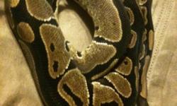 2010 female ball python. 1100 grams, eating f/t large rats. Black stripe running down length of back (black back).
Also have male pastel 50%het for OG, 600 grams, $125.
Buy the pair for $275.
This ad was posted with the Kijiji Classifieds app.