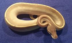 Female Ball Pythons for Sale!
This week discounted!
2 Mojave Phantom Females - $3000 - $1000 off regular price! This week only!
Pastel Mojave Spider Female - $2750 - $750 off regular price!
Phantom Female - $1400 - $400 off regular price!
Last Spider
