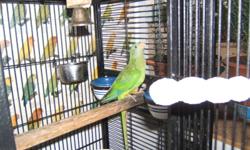 i am selling my female barraband very nice bird 6 years old..best for breeding for     $150.or best.buy..for more inf call (905)3094322 thanks