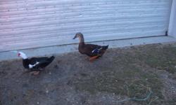 I have one female duck left to sell before the winter. She is a cross between a Pekin and a Rouen, laid eggs all spring and summer and hatched out a clutch of ducklings in July.