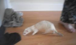 Looking for lovable home for my sweet loving ferret, don't really have the time for her anymore having a new baby and two puppies in the house she is almost a year old extremely nice comes with a big cage, ferret hammick, water bottle, pee dish, and