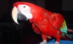 I have a very friendly Green Winged Macaw, she had been hand fed, she is in excellent condition, very healthy, she loves to speak, and is DNA certified. Interacts well with others; including children, and pets. She is about 9 years old now.
The only