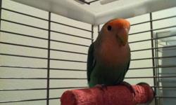 1 female lovebird and Vision Cage for sale. Bird is 2 years old, born and raised in my home, cage purchased same time, comes with 2 perches and food dishes.