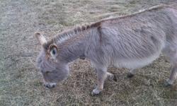 2yr old grey female miniature donkey, friendly with people and other animals, halter broke $300.00 call 403-360-2432