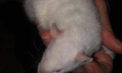 FEMALE RATS hairless girls available 20 dollars rehoming white haired females 12 dollar rehoming female all are healthy and very friendly