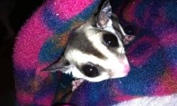 6 month old female white faced sugar glider with large glider approved cage, ropes, wodent wheel plus an extra spinning wheel water bottle, several pouches,toys,and many extra accessories as well as lots of glider food. Must go to good home of someone who