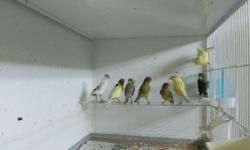 I have nice healthy females excellent to cross with finches or used for breeding with canaries.
 
I am a register breeder of the best singing family of canaries.  Female born in February 2011 for $30.  I guarantee all my birds. 
Call Wes at 905-436-0303