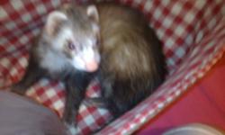 i have a female ferret named Juliet, i have to move and i can't take her with me
she comes with a cage, cage cleaner,ear cleaner,leash,lax,toys,food bowl, water bottle, nail clipper,blanket,shampoo,litter box, waste dedorizer, etc.
she had her all