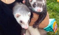 I want to  sale my two ferrets with their travel cage, toys and other cage.