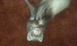 Male ferret approximately 1year old multicolored, De-scented
5ft cage with two full levels and two split levels, both full levels have big doors.
Also comes with litter box, hammock, food dish, water dish, clothe covering for his bottom ladder, shampoo,
