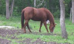Lily is a 2004 finished reining mare. Her sire Paid By Chic is the highest point earning son of Smart Chic Olena. She is currently being used as a training mare for an inexperienced reining enthusiast. She handles well and has a nice gentle personality.