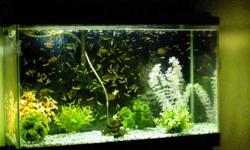 Hi there i am looking to sell my fish tanks along with my fish i dont have as much time to tend to them as i use to and i am looking to sell it all as a package deal.I have a 60 gallon a 30 gallon, both tanks are full of hybrid guppies. I also have two 10
