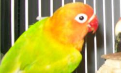 looking for a new home for my male fisher lovebird
 with his cage food toys and treats 100$
Email me for more info :)